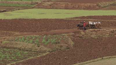 Des paysans travaillent la terre avec leurs boeufs