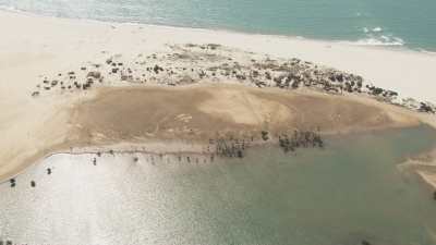 Des barques de pêcheurs parcourent les méandres des bancs de sable du littoral