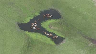 Chevaux sauvages se baignant dans un bassin