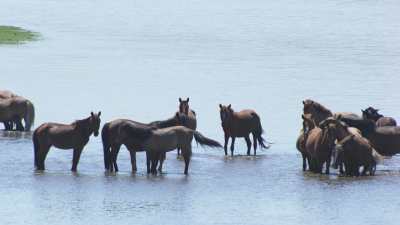 Un troupeau de chevaux sauvages se baignant