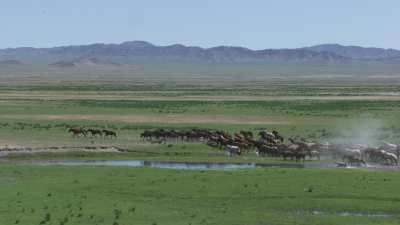 Chevaux sauvages dans la steppe