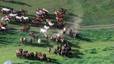 Troupeau de chevaux mongols