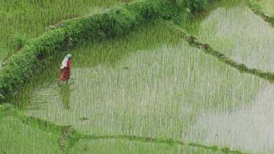Femmes dans les rizières