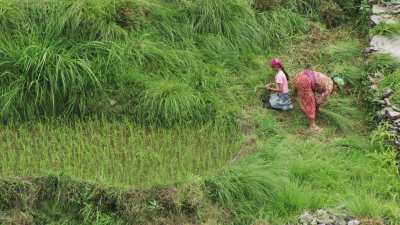 Femmes dans les rizières