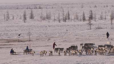 Camps de nomades Nénètses et leurs rennes près de Doudinka