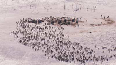 Camps de nomades Nénètses et leurs rennes près de Doudinka