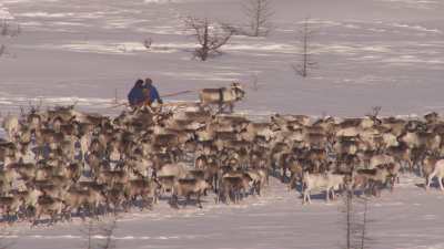 Transhumance des rennes guidés par les nomades Nénètses
