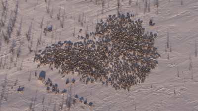 Transhumance des rennes guidés par les nomades Nénètses