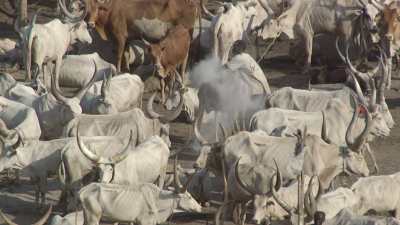 Gros plans sur les éleveurs et bétail (Cattle camps)