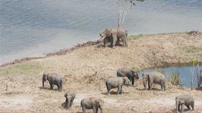Eléphants du Kraal royal d'Ayutthaya réfugiés