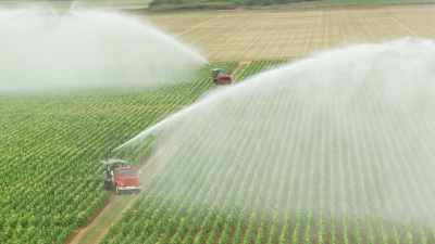 Irrigation et ramassage de haricots