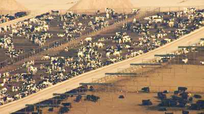 Elevage intensif du bétail aux Etats-Unis