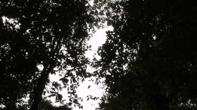 Forêt primaire, canopée