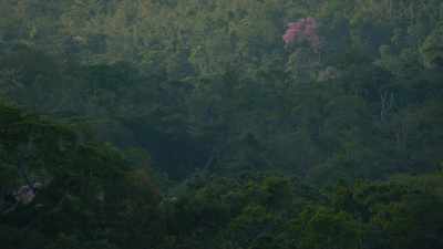 Arbre violet au coeur de la forêt amazonienne