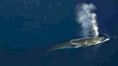 Rorqual dans les eaux glacées, espèce protégée