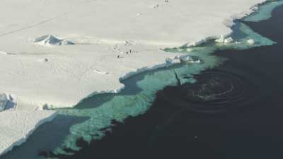 Rorqual dans les eaux glacées, espèce protégée