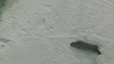 Phoque sur la glace au soleil près de son trou