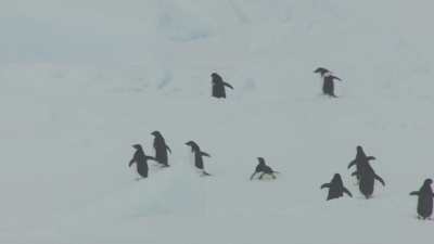 Manchots cheminant dans la glace