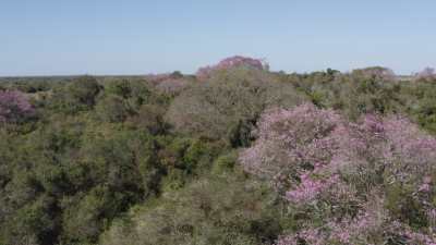 La réserve naturelle Ibera, lapachos