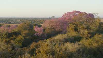 La réserve naturelle Ibera, lapachos