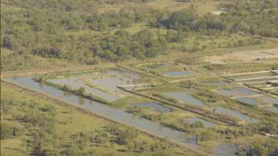 Elevage intensif de bovins, ferme d'aligators
