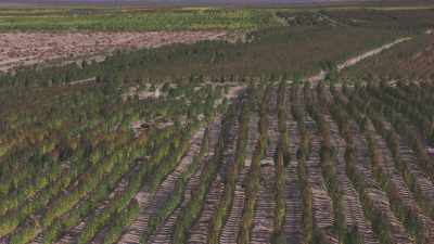 Plantations d'arbres au bord du salar