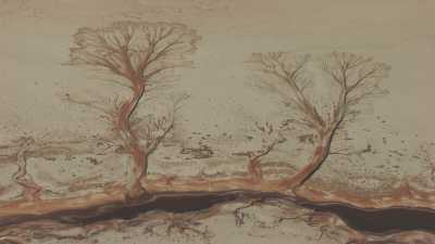 Dessins d'arbres sur le Salar