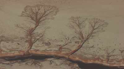 Dessins d'arbres sur le Salar