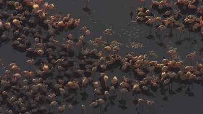 Flamants roses par milliers sur le Salar