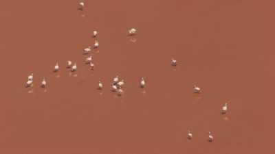 Flamants sur la Laguna Colorada