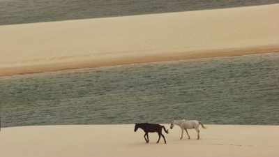 Chevaux, Parc National des Lençois Maranhenses