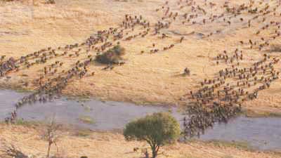 Buffles dans le delta de l'Okavango