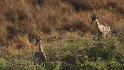 Girafes dans la lumière du soir