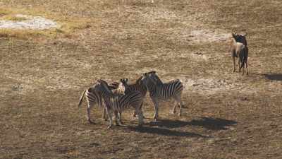Zèbres, antilopes, gnous, koudous