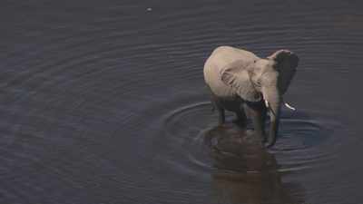 Éléphants, buffles dans la savane humide