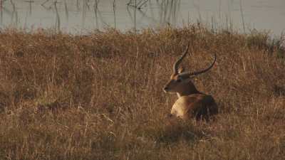Delta de l'Okavango