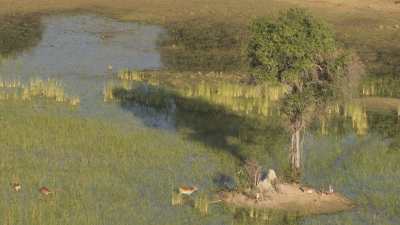 Delta de l'Okavango