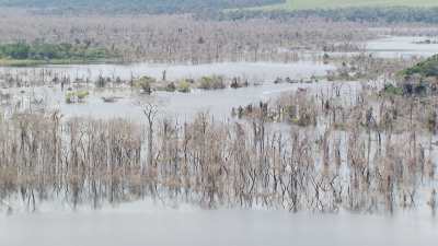 Forêt noyée par le barrage d'Imboulou