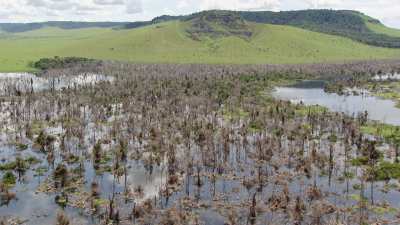 Forêt noyée par le barrage Imboulou
