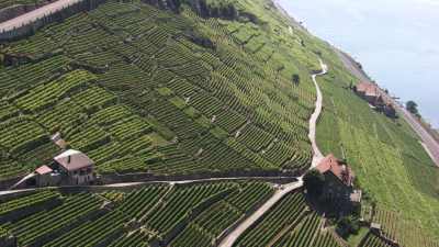 Plans rapprochés des vignobles de Lavaux en terrasse