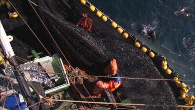 Pêche à la sardine, les sardines sont déversées à bord