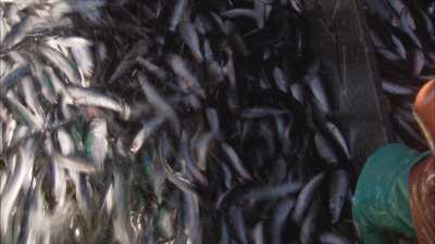 Très gros plans de sardines grouillantes chargées à bord