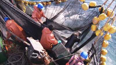 Phoque pris dans les filets de pêche