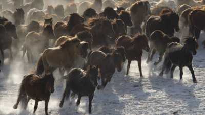 Chevaux sauvages en Mongolie Intérieure