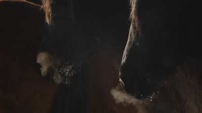 Chevaux sauvages en Mongolie Intérieure