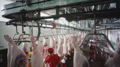 Usine porcine