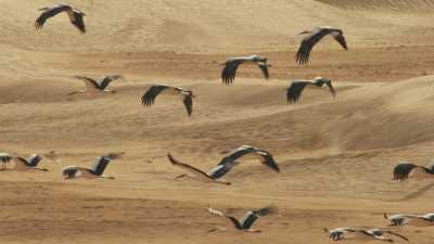 Cigognes dans les dunes