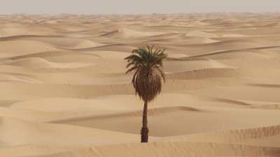 Palmier dans le désert près de l'Oasis