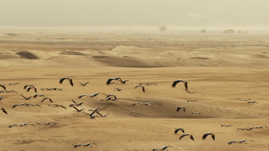 Vol de cigognes dans le sud saharien