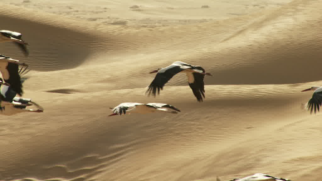 Vol de cigognes dans le sud saharien